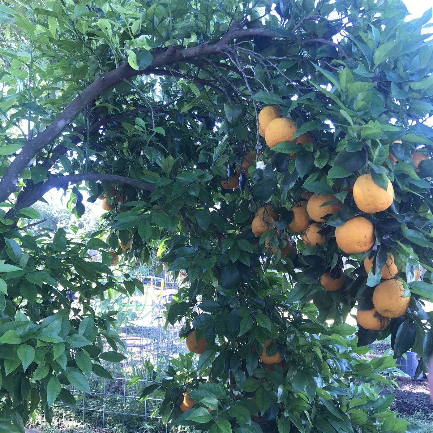 A citrus tree at North Point Food Forest