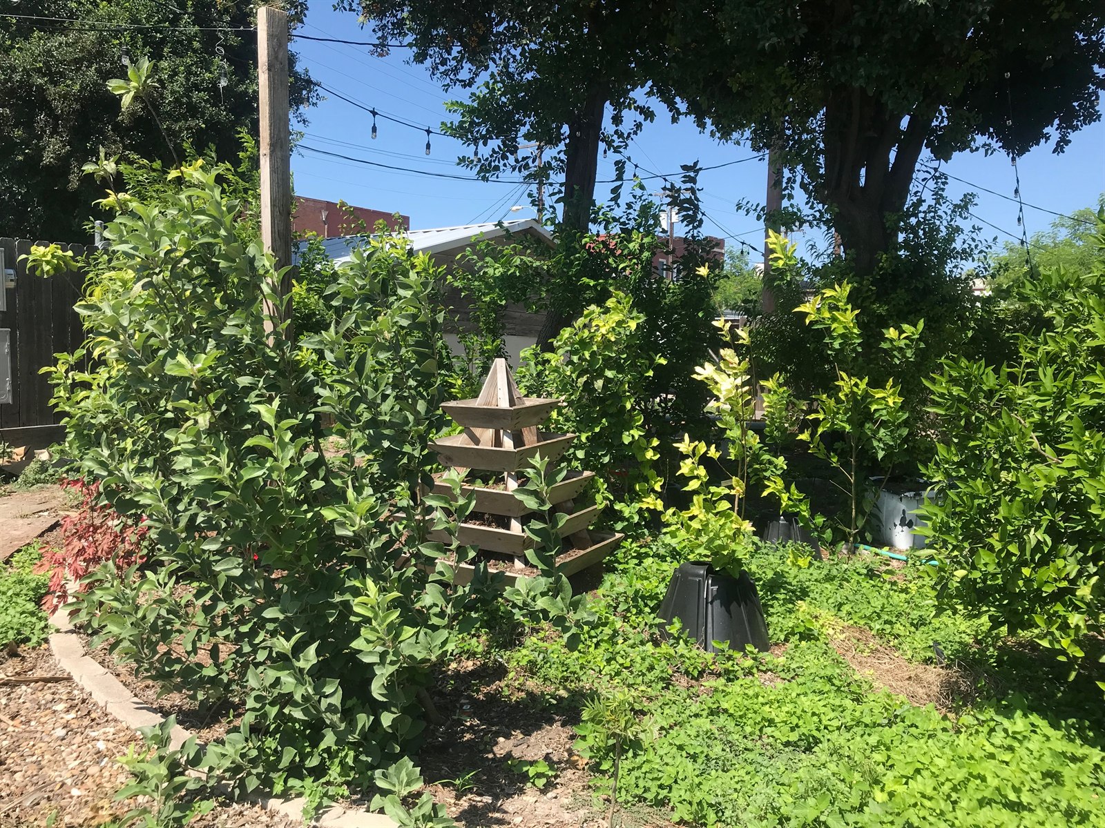 Mature trees and planted beds at North Point Food Forest