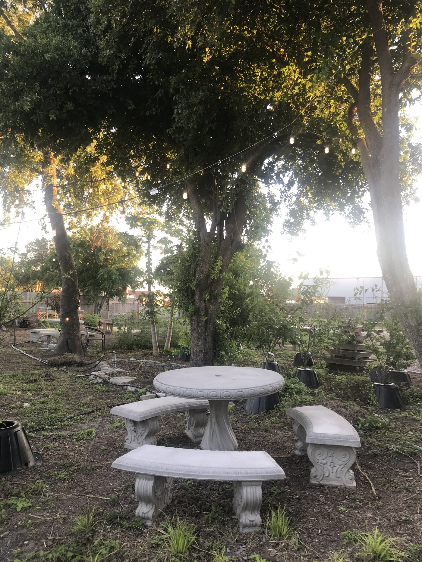 Table and benches beneath the trees